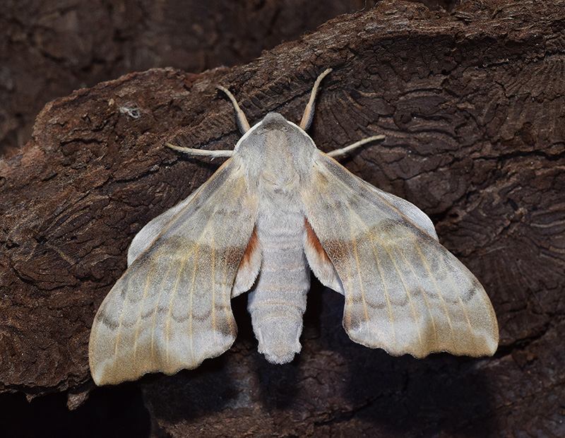 Ciclo vitale di Laothoe populi, Sphingidae